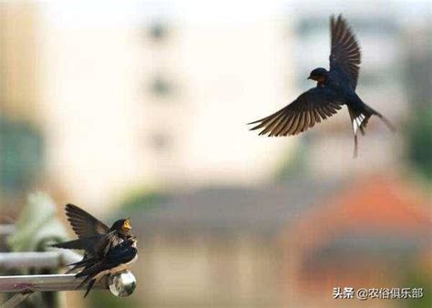 鴿子進家門|俗語「兩鳥進宅，無禍也有災」，指哪2種鳥？為何進。